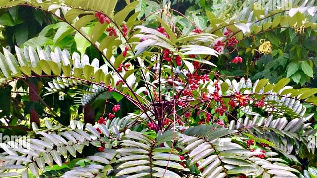 The Right Scientific Dosage For Tongkat Ali to Increase Testosterone Levels 1 Eurycoma Longifolia Shrub