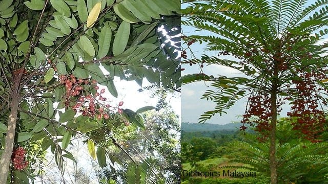 Eurycoma Longifolia Tree & Shrub