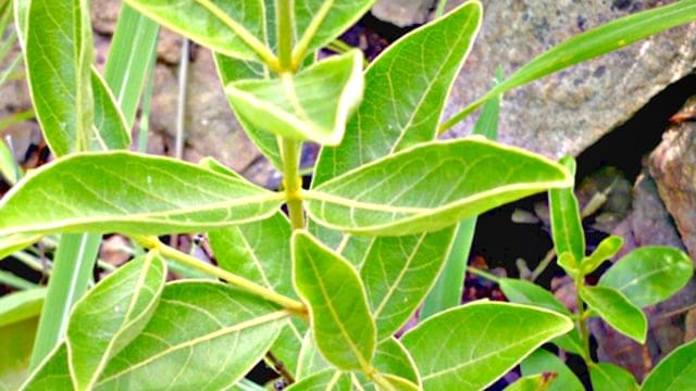 Should You Or Can You Combine Tongkat Ali And Fadogia Agrestis? 1 Fadogia Agrestis Plant