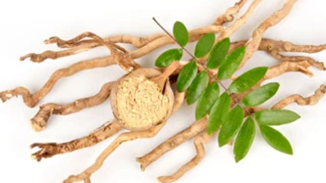 Can You Take Tongkat Ali Everyday? 2 Tongkat Ali Root