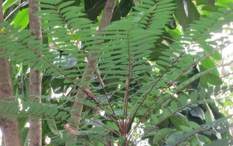 Tongkat Ali Vs Ginseng: What's Good for Mens Health? 1 Native Tongkat Ali Shrub